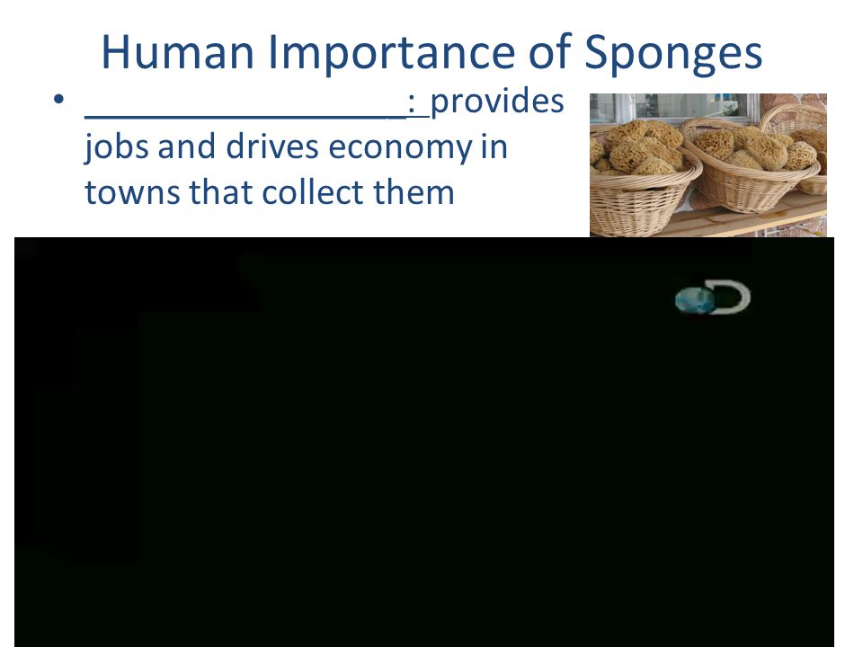Human Importance of Sponges