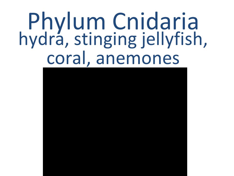 hydra, stinging jellyfish, coral, anemones