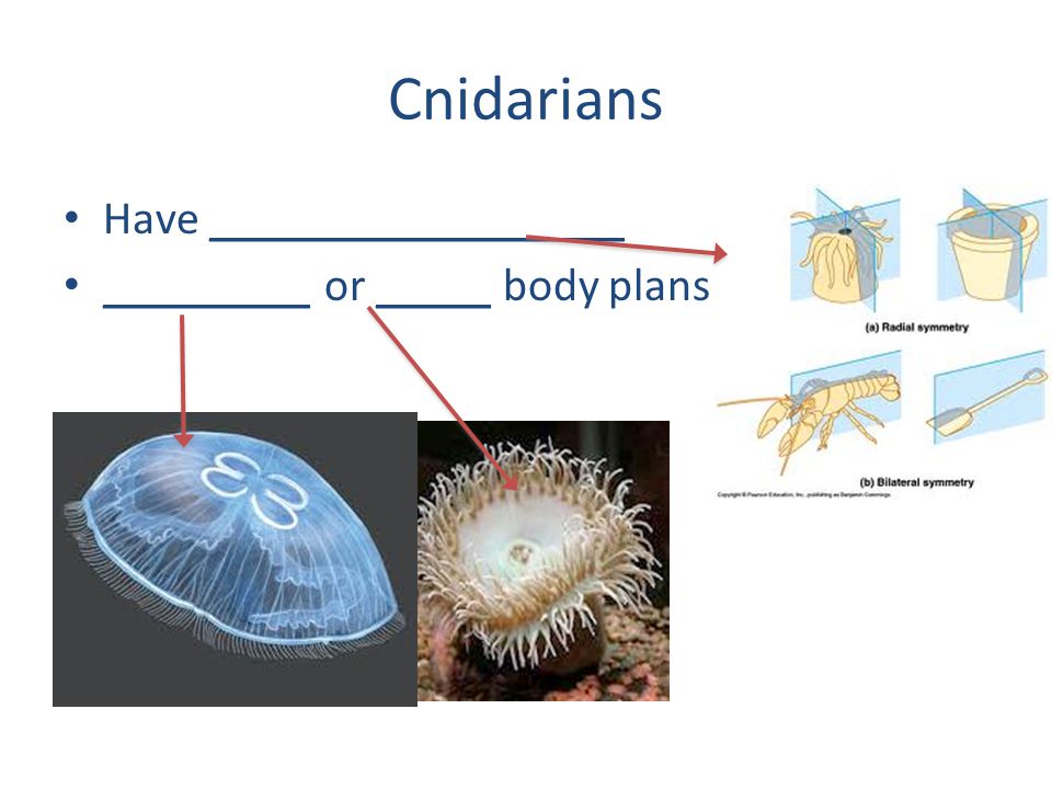 Cnidarians Have __________________ _________ or _____ body plans