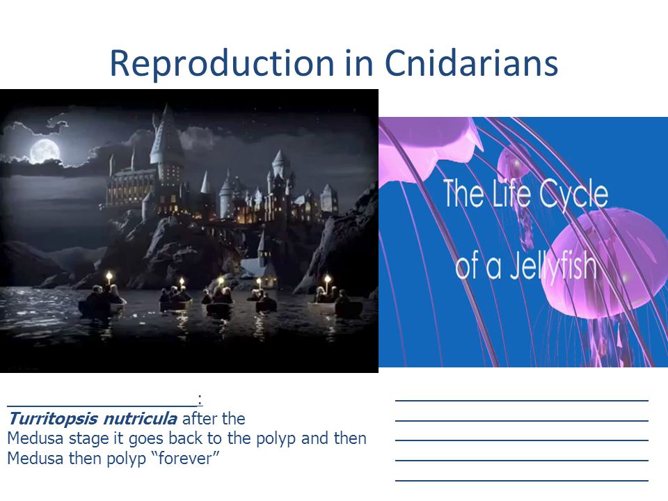 Reproduction in Cnidarians