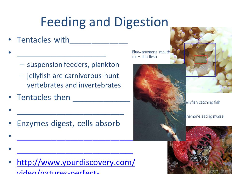 Feeding and Digestion Tentacles with_____________ ____________________
