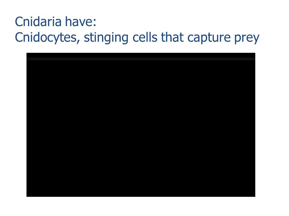 Cnidaria have: Cnidocytes, stinging cells that capture prey