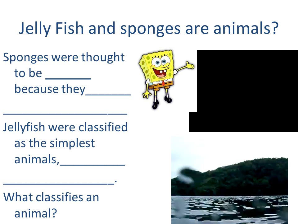 Jelly Fish and sponges are animals