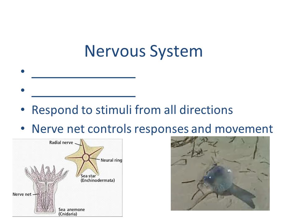 Nervous System ________________ Respond to stimuli from all directions
