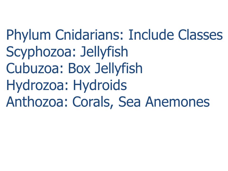 Phylum Cnidarians: Include Classes