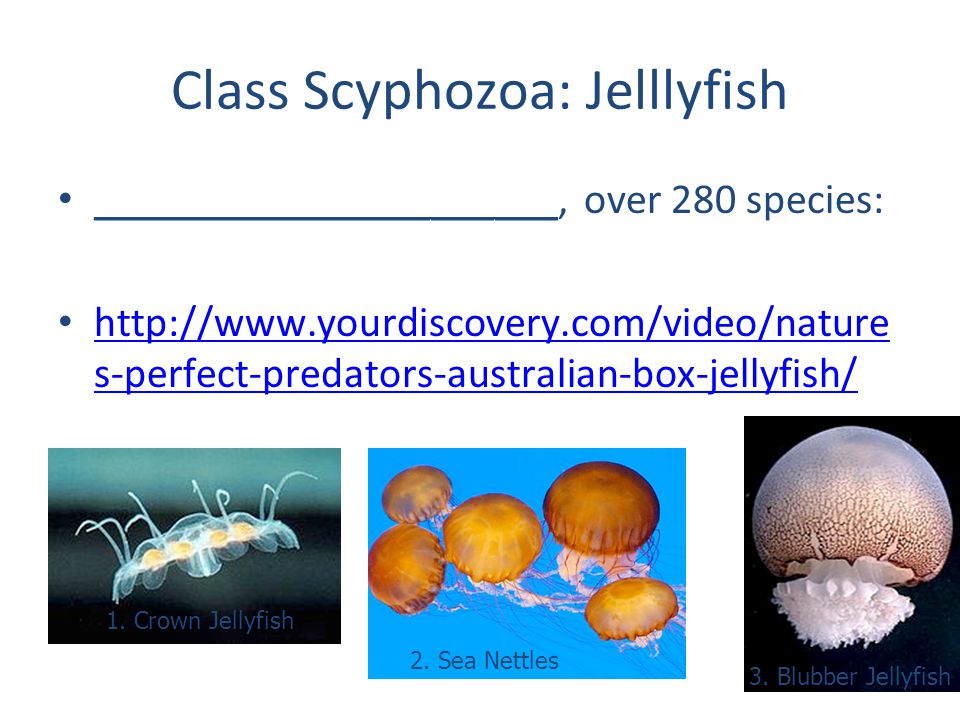 Class Scyphozoa: Jelllyfish