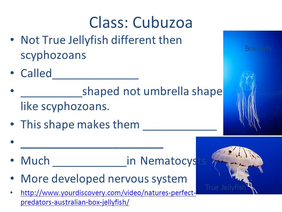 Class: Cubuzoa Not True Jellyfish different then scyphozoans