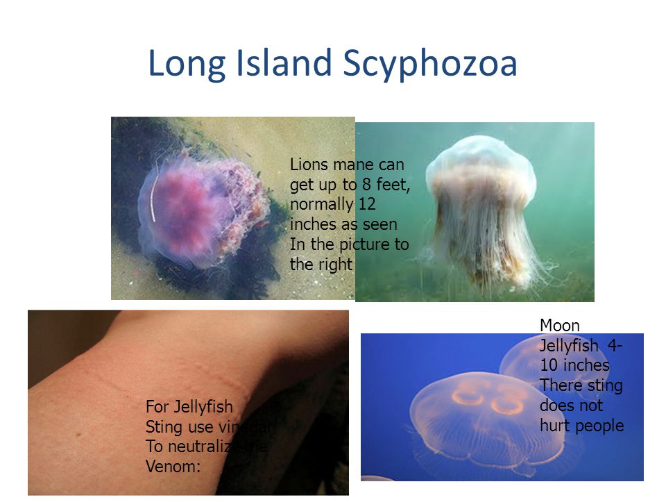 Long Island Scyphozoa Lions mane can get up to 8 feet, normally 12 inches as seen. In the picture to the right.