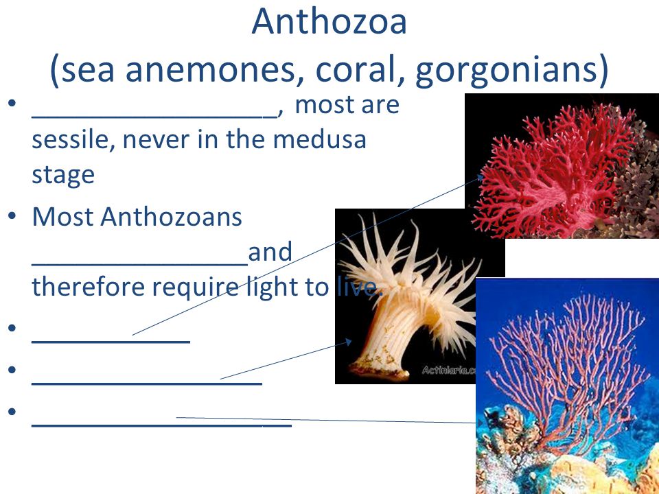 Anthozoa (sea anemones, coral, gorgonians)