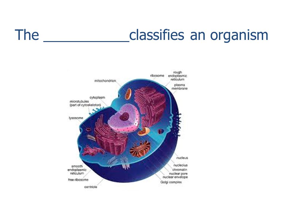 The ___________classifies an organism