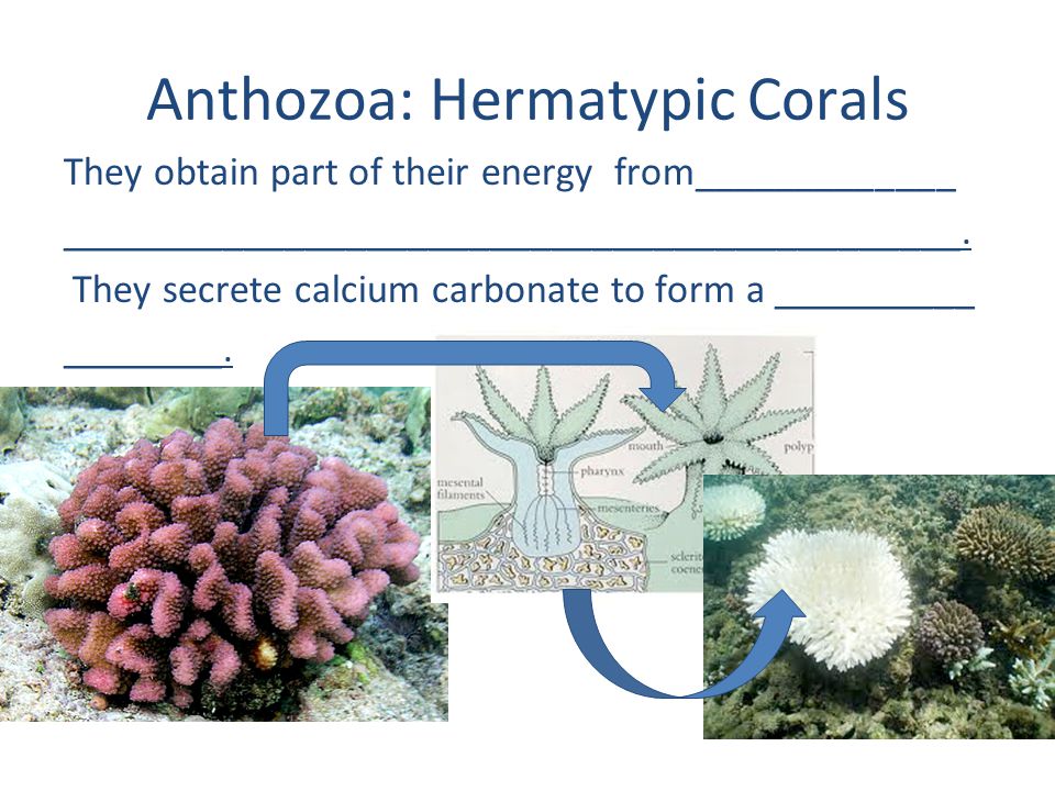 Anthozoa: Hermatypic Corals