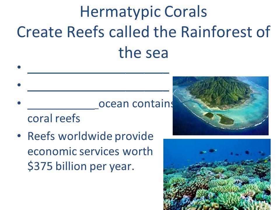 Hermatypic Corals Create Reefs called the Rainforest of the sea