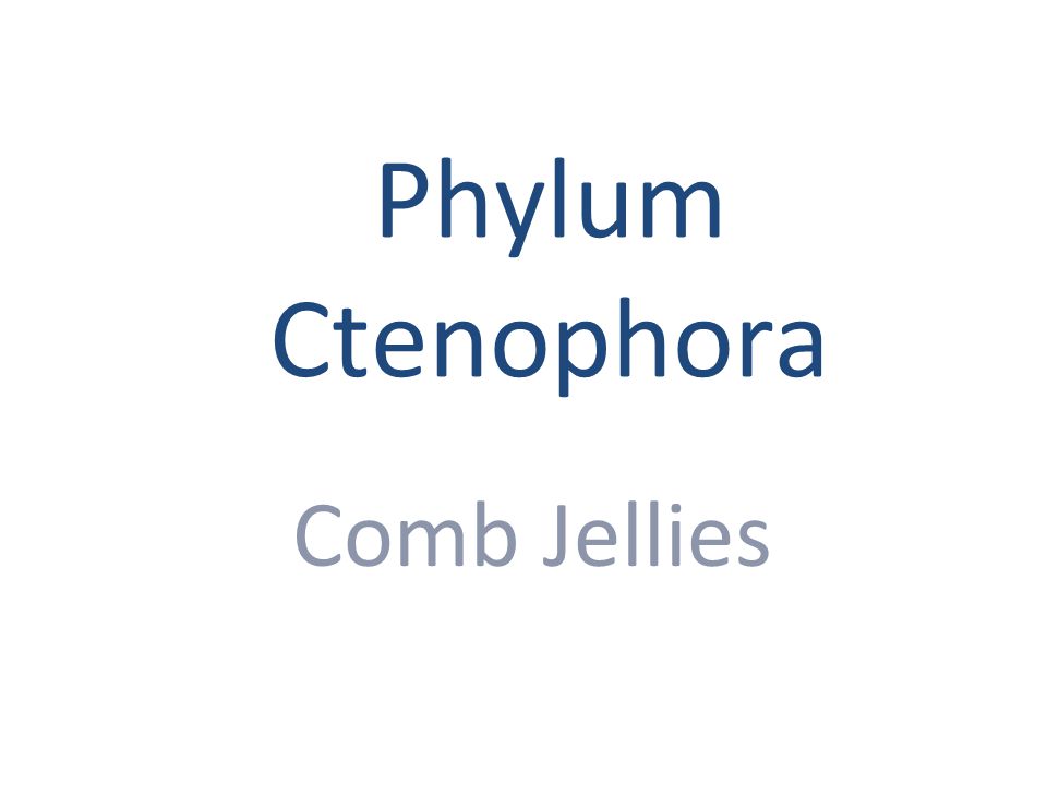 Phylum Ctenophora Comb Jellies