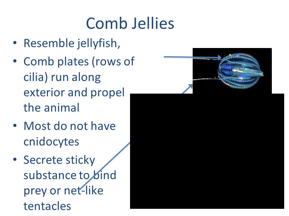 Comb Jellies Resemble jellyfish,