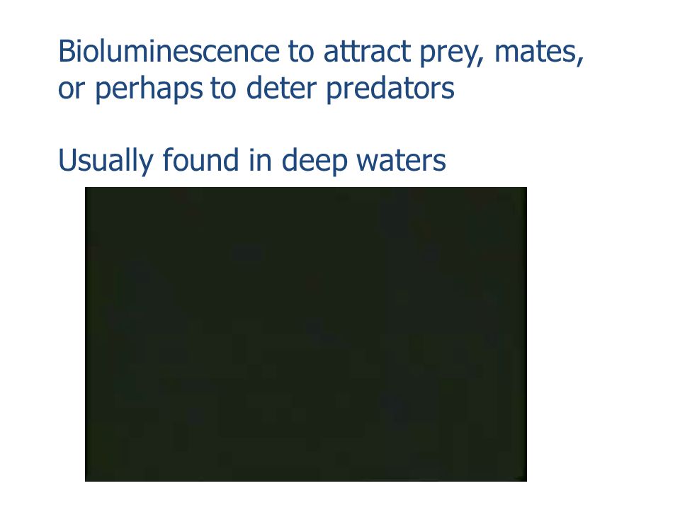 Bioluminescence to attract prey, mates, or perhaps to deter predators