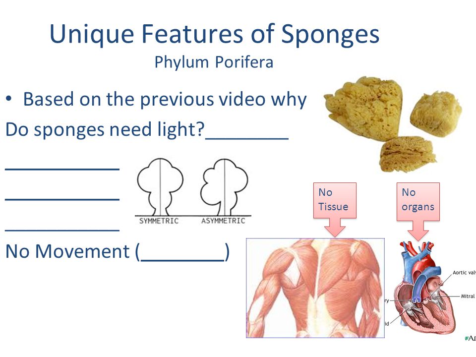 Unique Features of Sponges Phylum Porifera