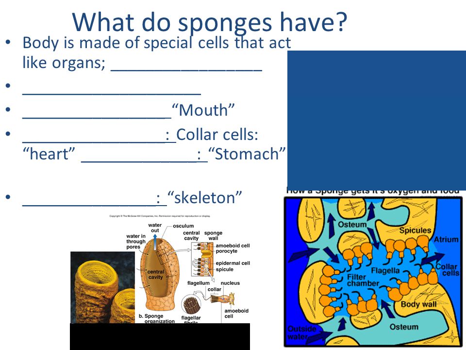 What do sponges have Body is made of special cells that act like organs; _________________. ____________________.