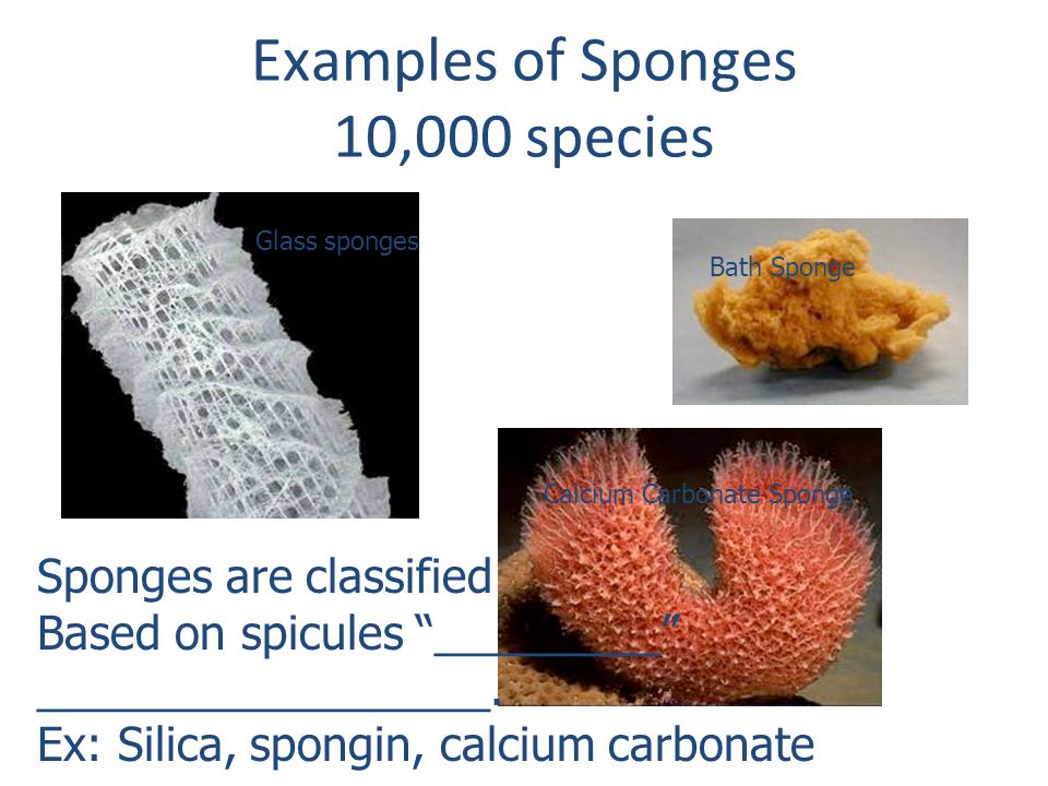 Examples of Sponges 10,000 species