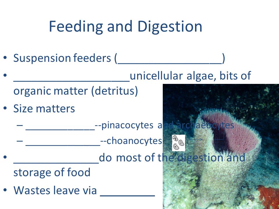 Feeding and Digestion Suspension feeders (_________________)