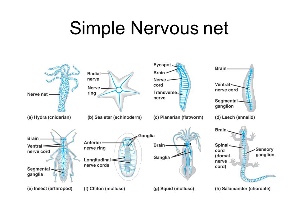 Simple Nervous net