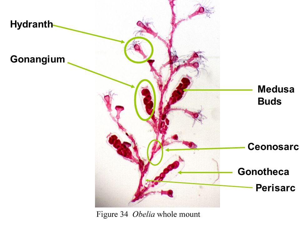 Hydranth Gonangium Medusa Buds Ceonosarc Gonotheca Perisarc