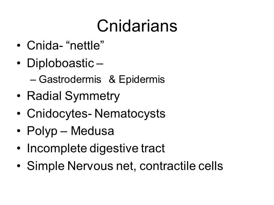 Cnidarians Cnida- nettle Diploboastic – Radial Symmetry