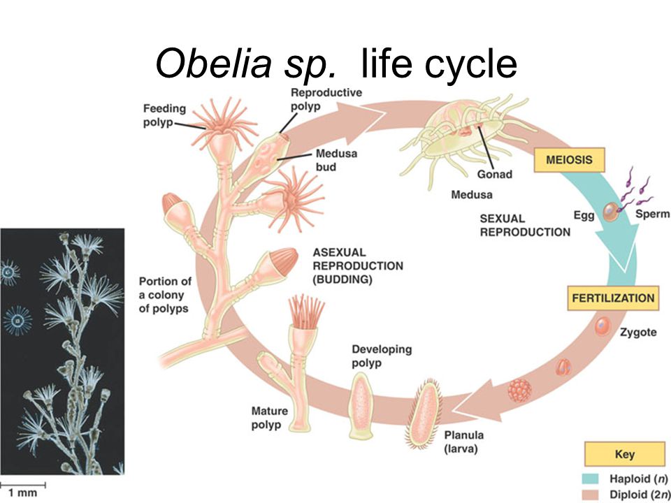 Obelia sp. life cycle