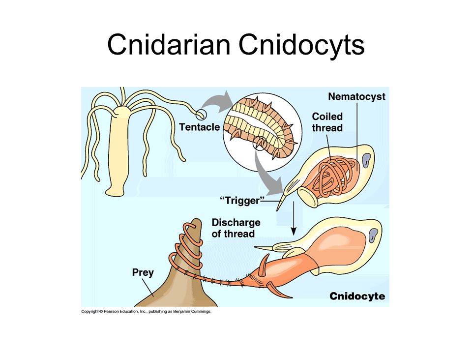 Cnidarian Cnidocyts