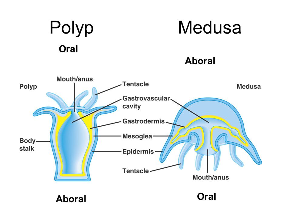 Polyp Medusa Oral Aboral Oral Aboral