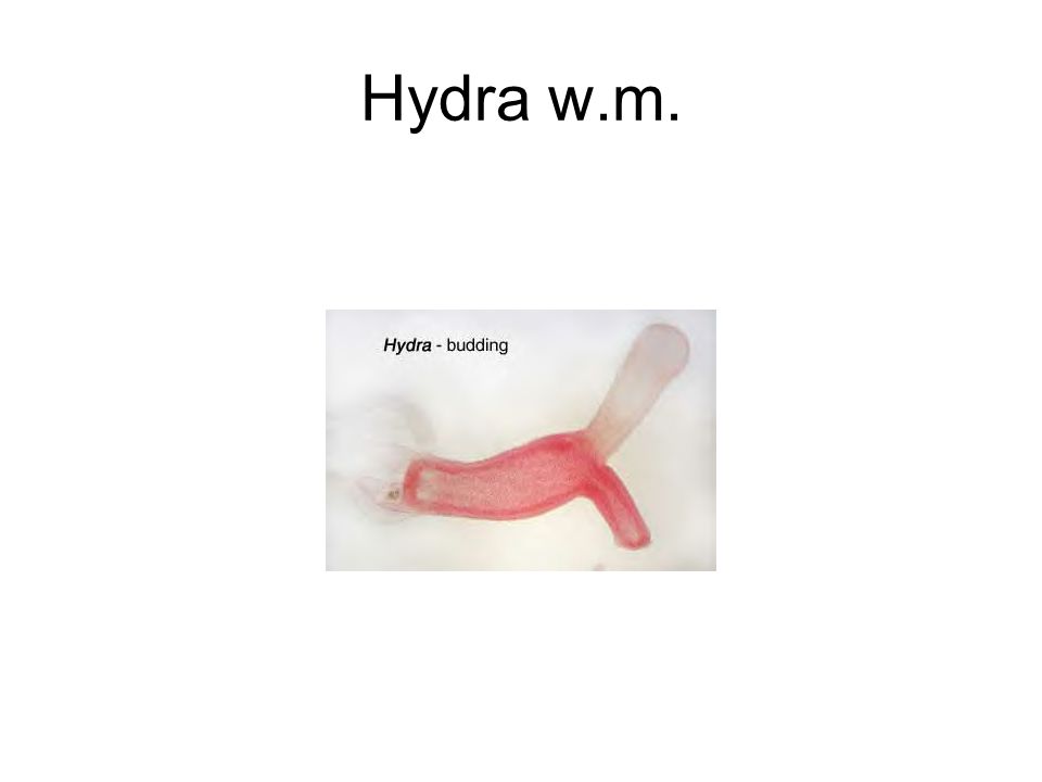 Hydra w.m.