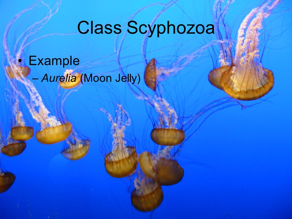Class Scyphozoa Example Aurelia (Moon Jelly)