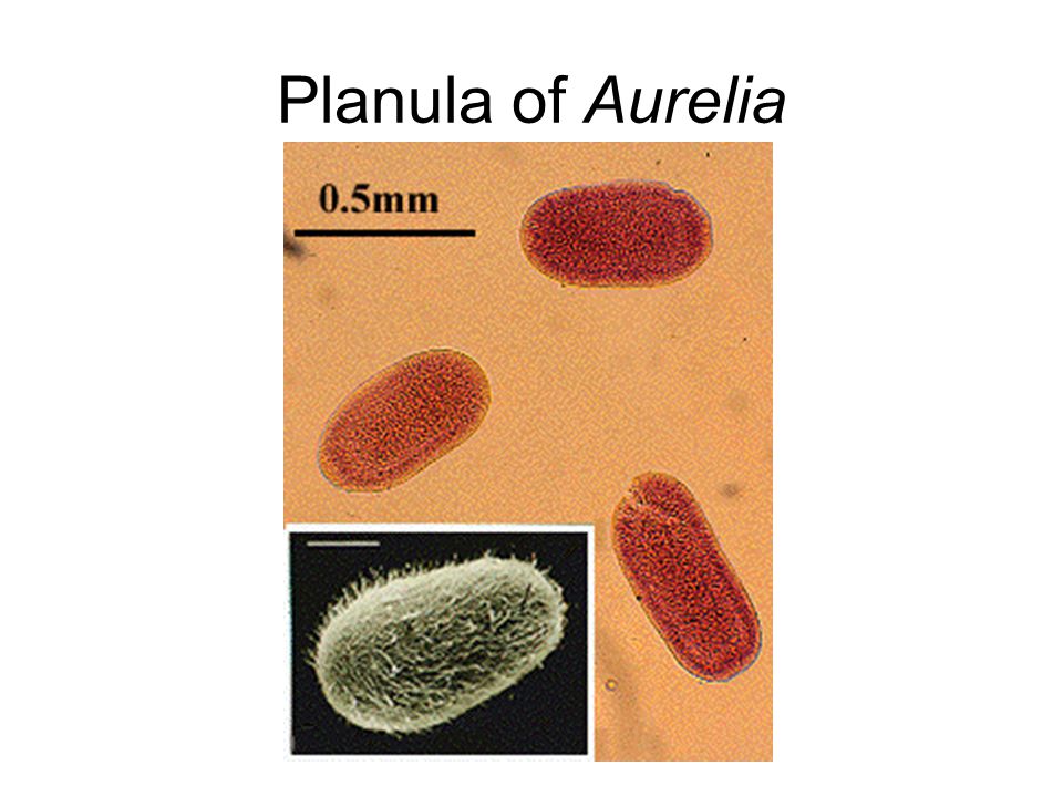 Planula of Aurelia
