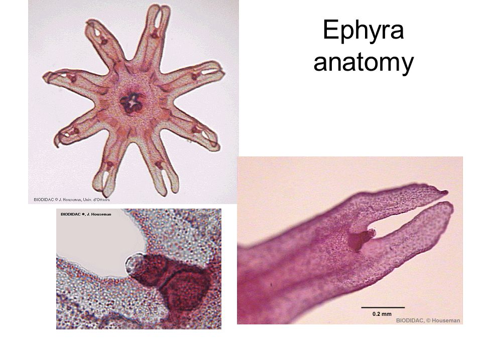 Ephyra anatomy