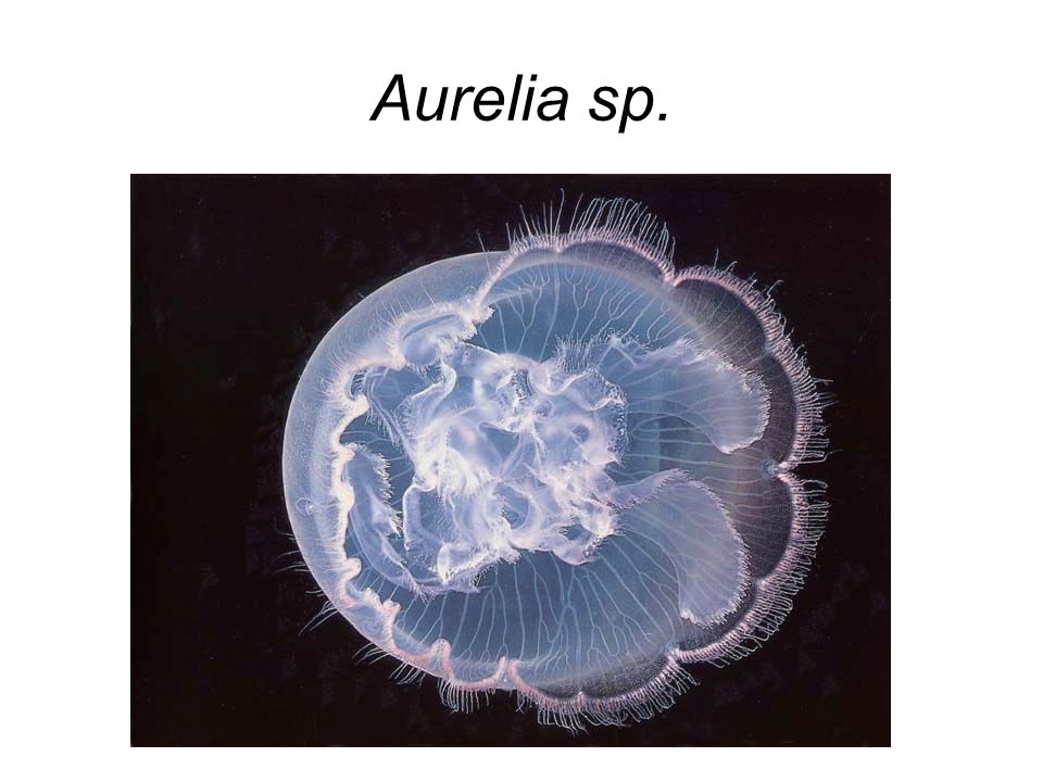 Aurelia sp.