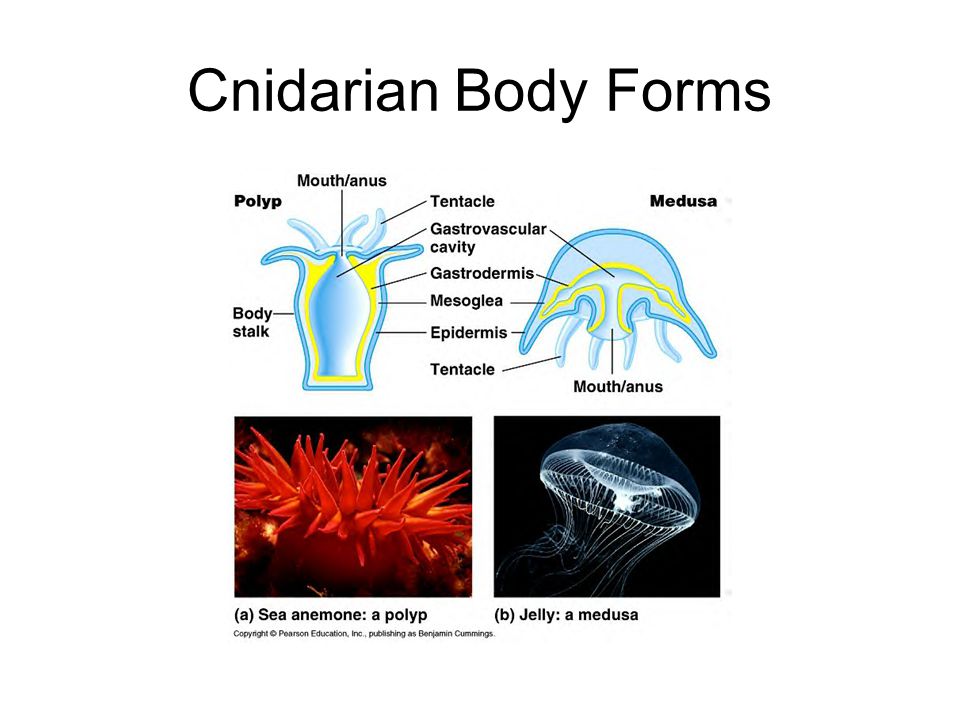 Cnidarian Body Forms