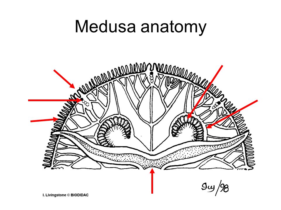 Medusa anatomy