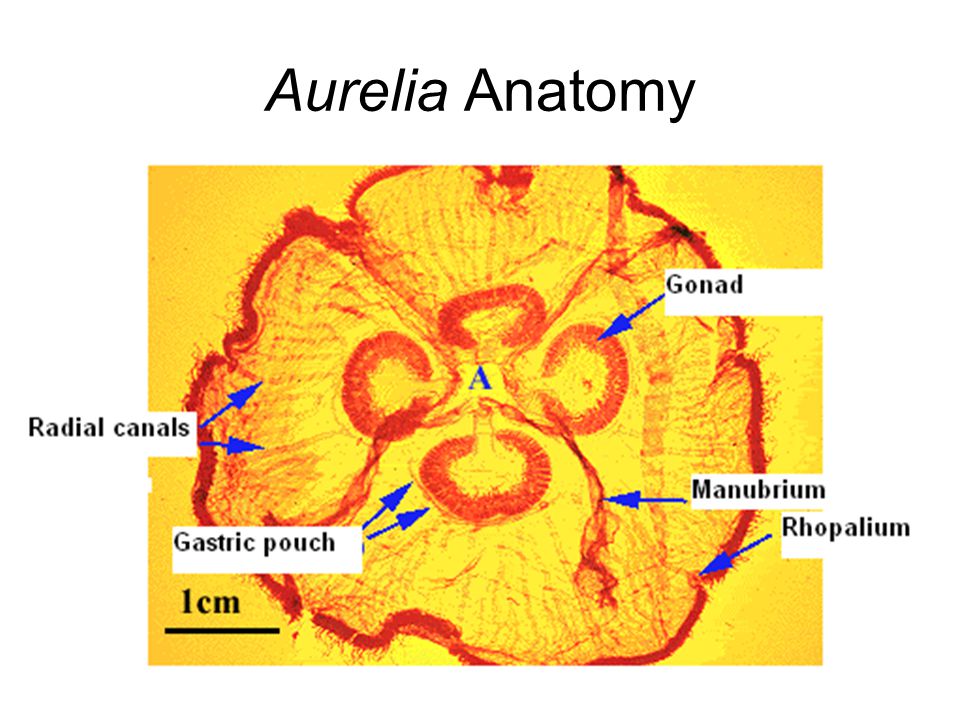 Aurelia Anatomy