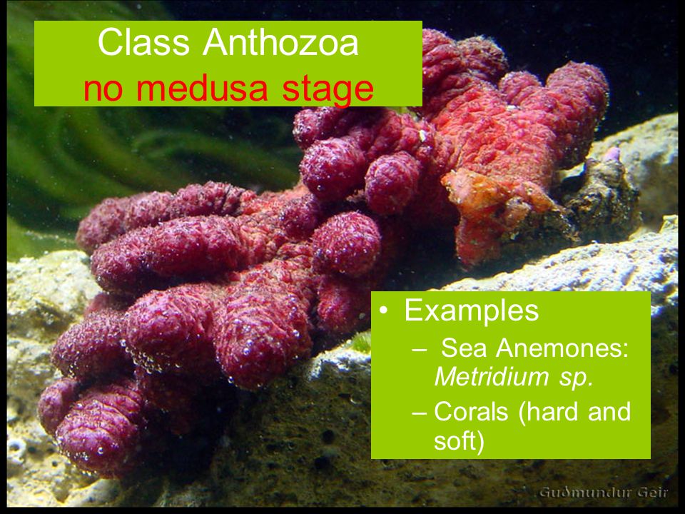 Class Anthozoa no medusa stage