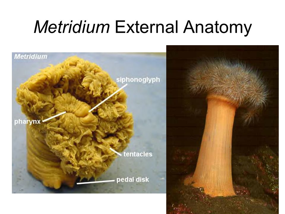 Metridium External Anatomy