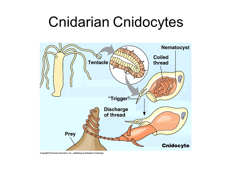 Cnidarian Cnidocytes