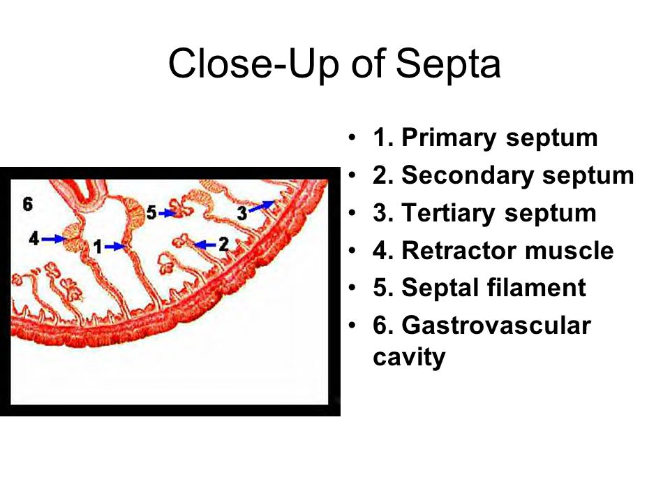 Close-Up of Septa 1. Primary septum 2. Secondary septum