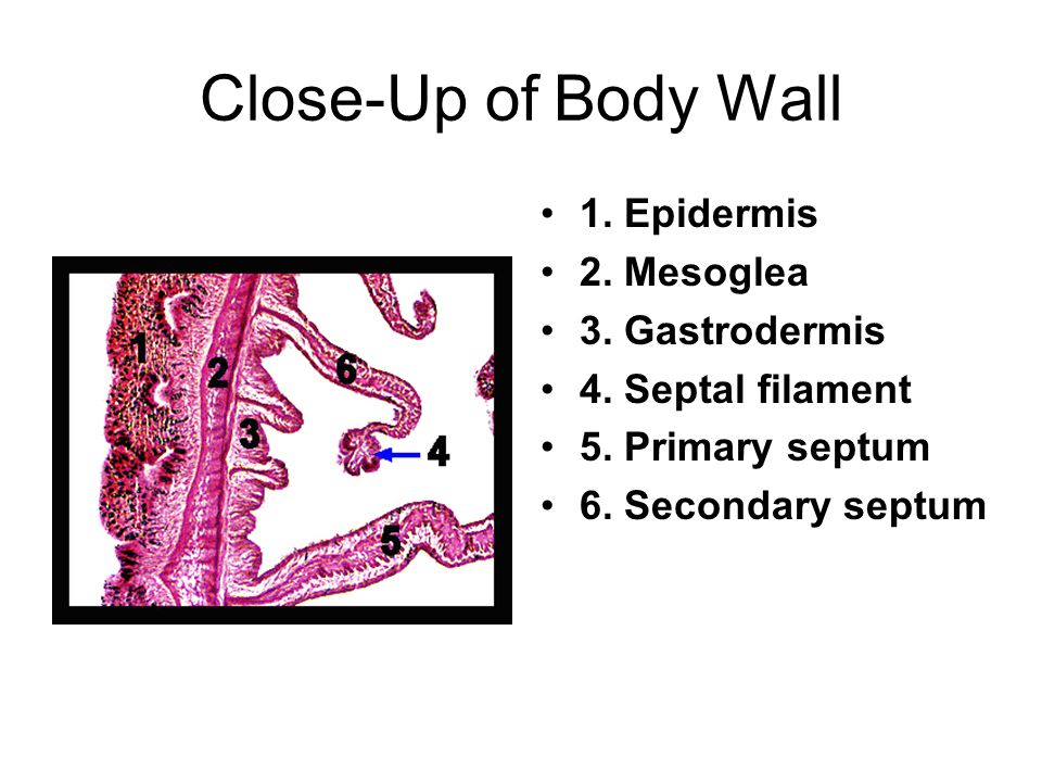 Close-Up of Body Wall 1. Epidermis 2. Mesoglea 3. Gastrodermis