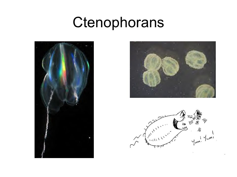 Ctenophorans
