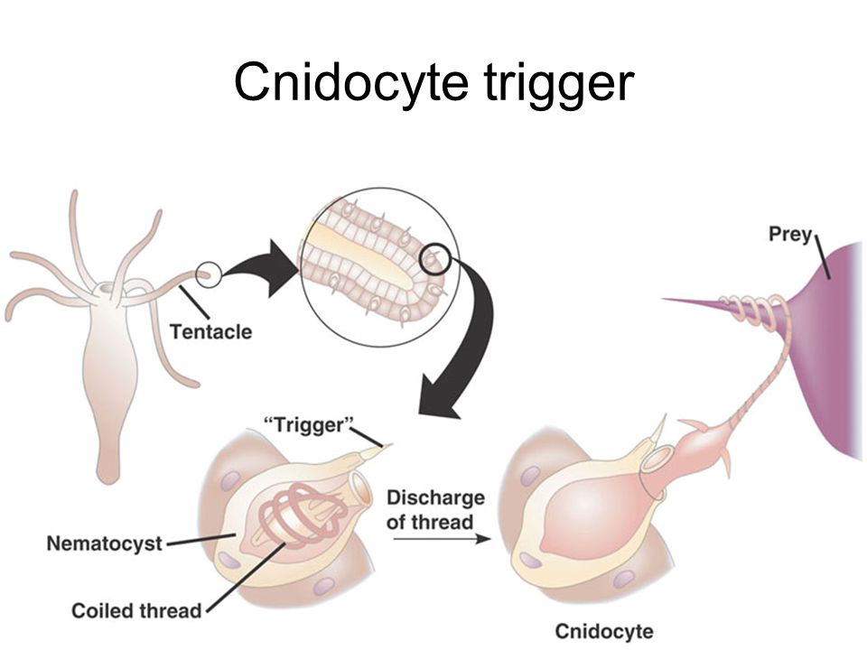 Cnidocyte trigger