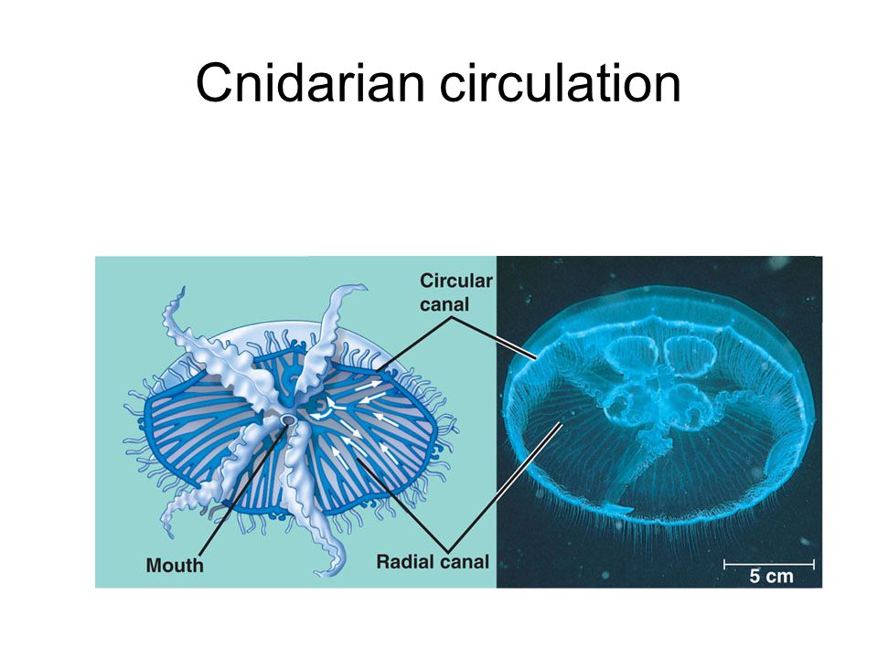 Cnidarian circulation