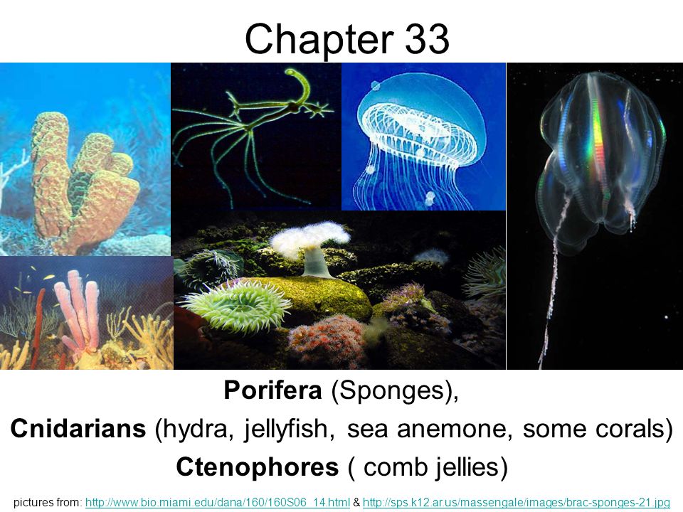 Chapter 33 Porifera (Sponges),