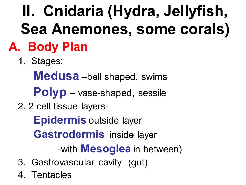 II. Cnidaria (Hydra, Jellyfish, Sea Anemones, some corals)