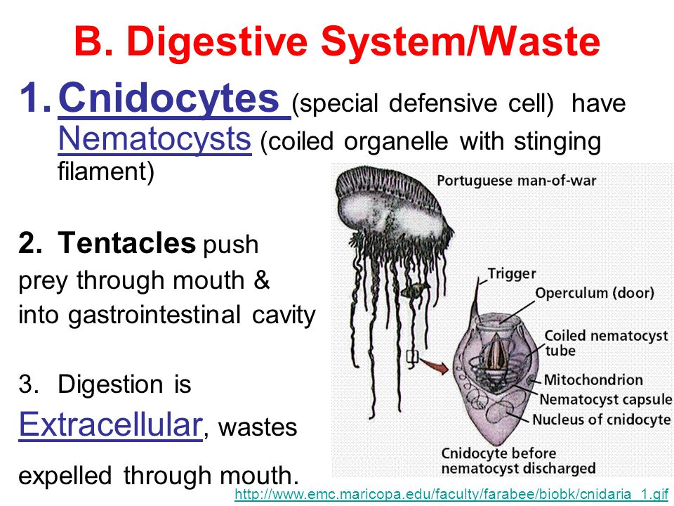 B. Digestive System/Waste