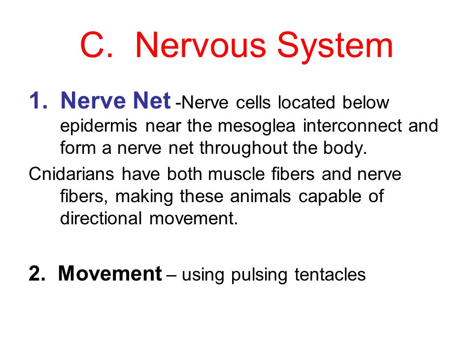 C. Nervous System Nerve Net -Nerve cells located below epidermis near the mesoglea interconnect and form a nerve net throughout the body.