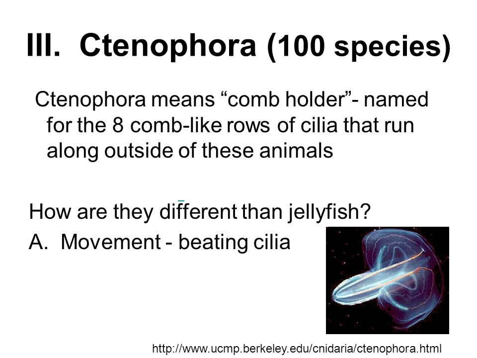 III. Ctenophora (100 species)